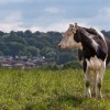 What's Happening At Gilcar Farm What's Happening At Gilcar Farm